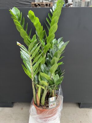 Zameoculcas
