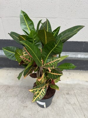Codiaeum croton