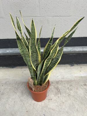 Sansevieria laurentii