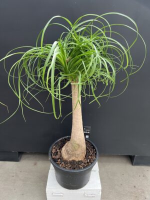 Beaucarnea recurvata