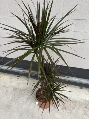 Draceaena Magenta