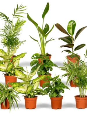 Planten verrassingsbox