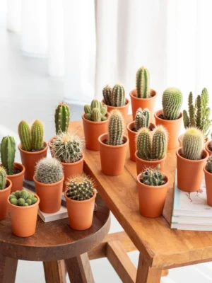 Cactus en vetplanten verrassingsbox